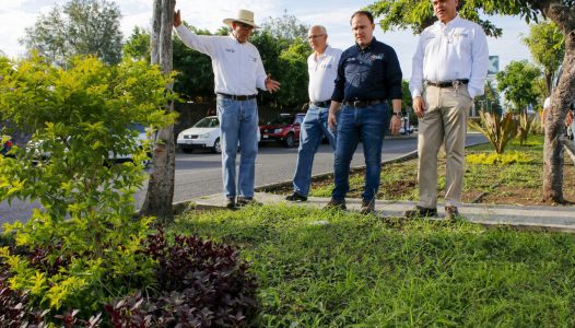 hector insua camellones rey coliman