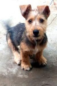 ayuntamientocontrolcanino - copia