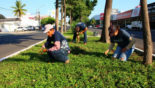 ayuntamiento-de-colima-trabaja-en-camellones-y-glorietas-para-un-colima-verde