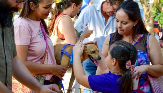 15-mascotas-encuentran-hogar-en-feria-de-adopcion-de-colima-2.jpg