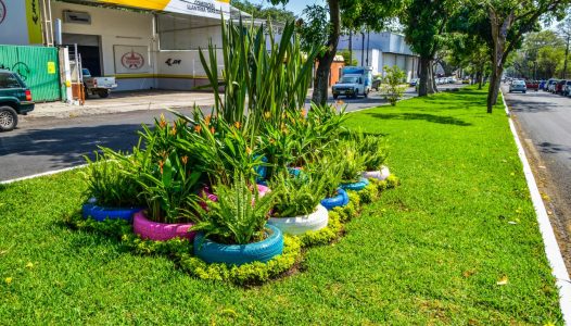 continua-el-embellecimiento-de-camellones-de-la-capital
