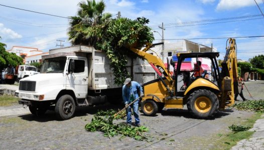 comuna-capitalina-anuncia-fechas-de-recoleccion-de-ramas